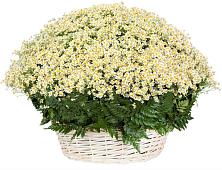 Цветочная композиция из Ромашки в корзине #REPLACE_PRED# Елабуге